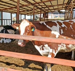自前の敷料生産　牛ふん堆肥を敷料利用する